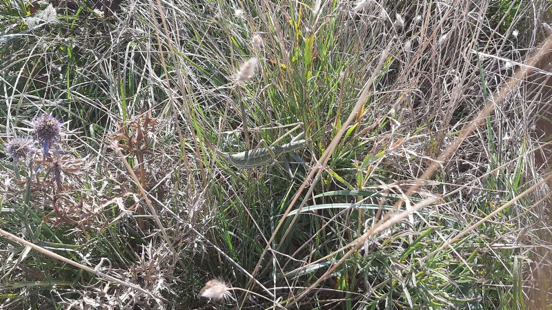 Tettigoniidae - Saga pedo